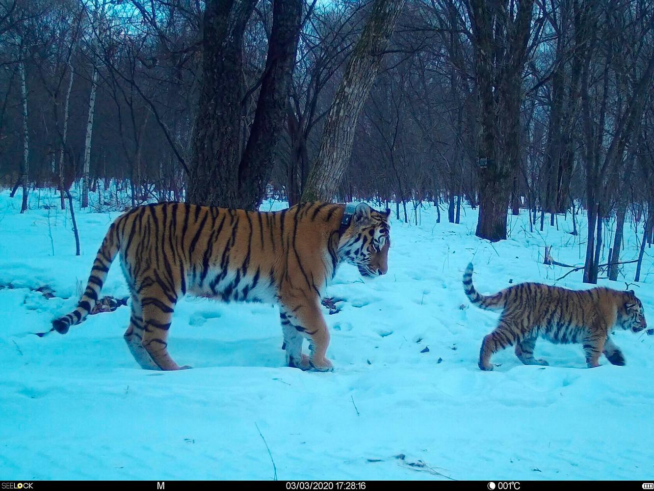 Фото с фотоловушек предоставлены Центром «Амурский тигр»
